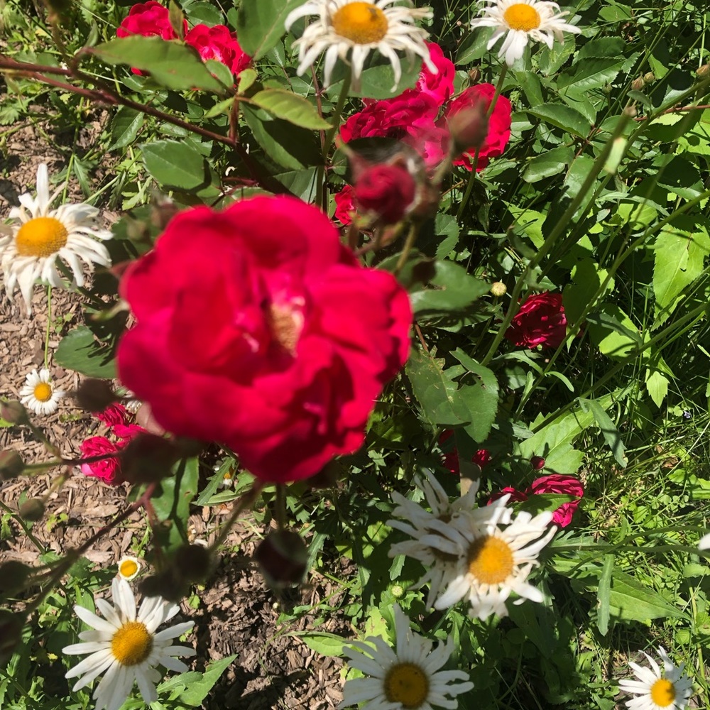 Meet your Posher, Kelly